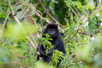 East Javan Langur Close-Up in West Bali National Park – Indonesia Wildlife