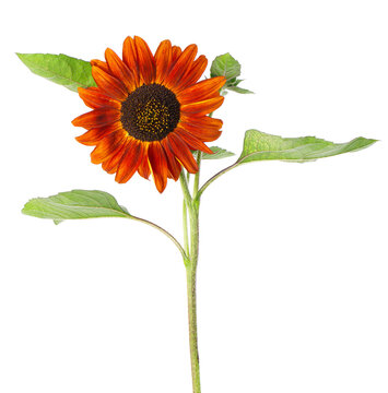 Red sunflower with green leaves, isolated on white background. Decorative sunflower flower. Clipping path.