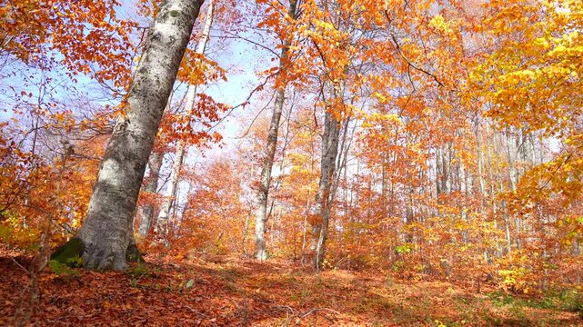 As leaves fall in the wind in the autumn forest