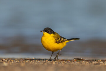 Western Yellow Wagtail feeding at the water's edge
