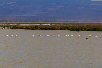 Amboseli National Park, Kenya: Lesser Flamingos Wading in the Alkaline Lake.