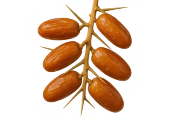 Clusters of raw, sweet, and sticky medjool dates growing on a branch, providing natural energy and a healthy snack