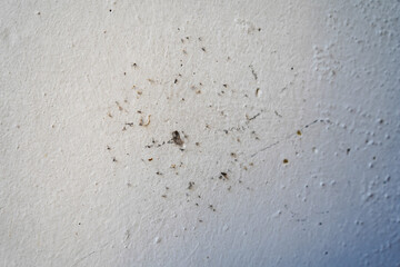 Unclean white wall surface with bug stains and dust accumulation, representing pest infestation and decay