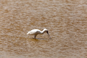 Amboseli National Park, Kenya: African Spoonbill Foraging in the Wetlands