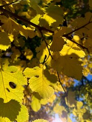 yellow mulberry leaves