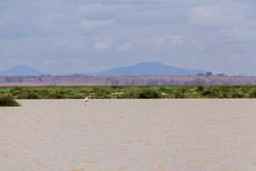 Amboseli National Park, Kenya: Lesser Flamingo Taking Flight Over Alkaline Lake.