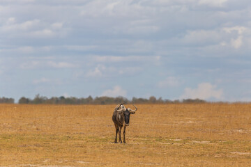 Amboseli National Park, Kenya: Wildebeest in a Dry Savannah Landscape