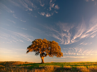 Sobreiro ao amanhecer
