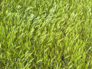 Wild Grass Seed Heads in Green Field
