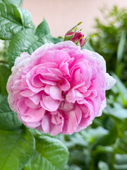 Pink Rose Blooming with Bud on Green Leaves Close-Up