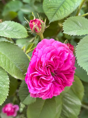 Pink Rose Blooming with Bud on Green Leaves Close-Up