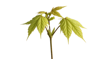 A young maple sapling with fresh, light green leaves and new buds emerging from a central stem, against a plain transparent background. background removed