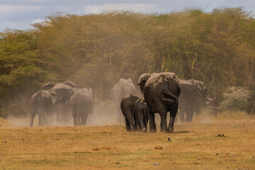 Amboseli National Park, Kenya: Elephant Herd Kicks Up Dust on the Savanna
