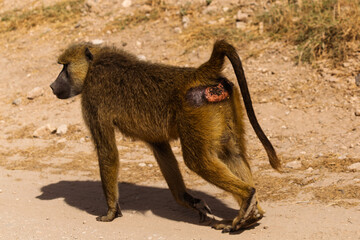 Amboseli National Park, Kenya: Olive Baboon's Resilience in the African Savanna
