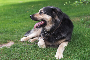 Large black and tan dog with thick fur lying on green grass, wearing a leather collar and chain, panting in warm weather, symbolizing loyalty, protection, and companionship in outdoor lifestyle