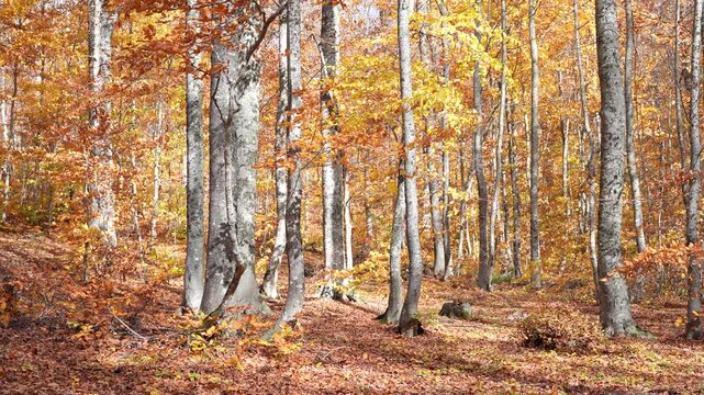 As leaves fall in the wind in the autumn forest