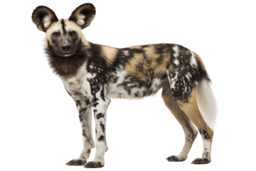 A majestic African wild dog, or painted wolf, stands, displaying its unique mottled coat and large ears. Studio shot. background removed