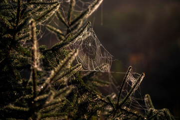 Beautiful mystical photos of a spiderweb on a Christmas tree at sunset.