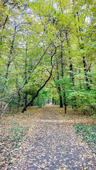 Vertical shot of a forest path covered with fallen autumn leaves under a tall, colorful tree canopy