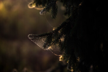 Beautiful mystical photos of a spiderweb on a Christmas tree at sunset.