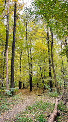 Obraz premium Vertical shot of a forest path covered with fallen autumn leaves under a tall, colorful tree canopy