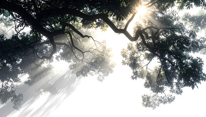A serene view of divine sunbeams shining through lush tree branches on a misty day