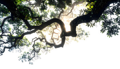 Sunlight filtering through the branches of a large, ancient tree canopy