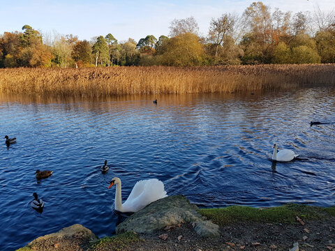 Swans on the water in County Laois, Ireland, southwest of Dublin, with autumn colours in the background.