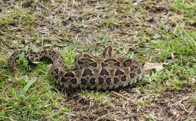 small Bothrops alternatus snake, aka crossed pit viper or urutu. venomous pit viper species found in South America