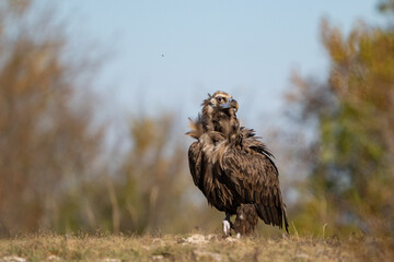 Black vulture Aegypius monachus, in its natural environment