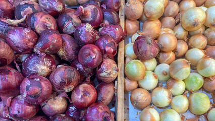 Red (purple) and yellow onions displayed in bulk. Fresh bulbs on display for sale at a market or fair, separated by a divider. Strong contrast between purple and yellow.