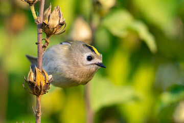 Obraz premium Goldcrest, regulus regulus, golden-crested kinglet. The smallest bird in Eurasia