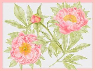 Coral Peonies Print  &ndash; Watercolor Floral Design on White Background