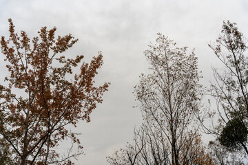 Douce lumière d’automne à Strasbourg