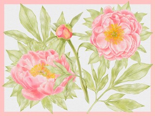 Coral Peonies Print &ndash; Watercolor Floral Design on White Background