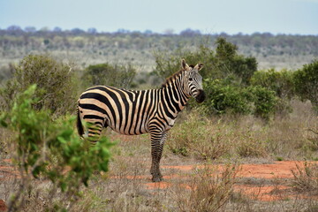 Zebra in natural habitat surrounded by trees, Tsavo East National Park, Kenya
