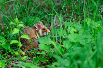 European Hamster Cricetus cricetus hiding in the grass.