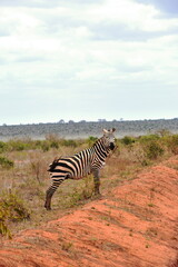 Obraz premium African zebra grazing in green savanna, Tsavo East National Park, Kenya