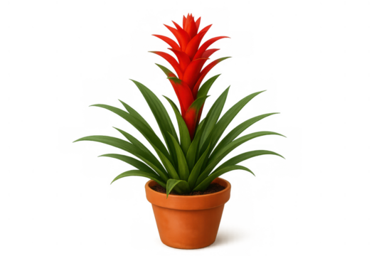 Bromeliad guzmania plant with vibrant red inflorescence and green foliage, growing in a terracotta pot, transparent background