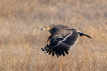 Eastern imperial eagle Aquila heliaca. Wildlife animal.
