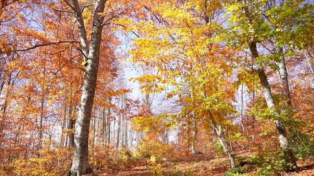 As leaves fall in the wind in the autumn forest