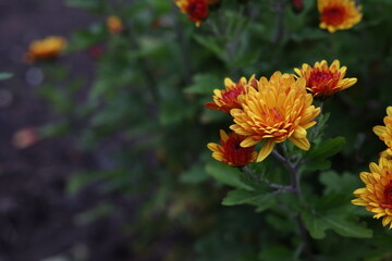 Vibrant close-up of blooming orange and yellow chrysanthemums in a garden. Beautiful floral background symbolizing autumn, freshness, and natural beauty with soft green foliage.