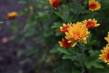 Vibrant close-up of blooming orange and yellow chrysanthemums in a garden. Beautiful floral background symbolizing autumn, freshness, and natural beauty with soft green foliage.