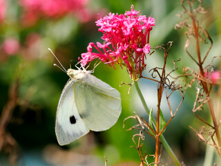 Large white butterfly (Pieris brassicae) feeding on red valeriane (Centranthus ruber) flower