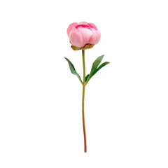 Obraz premium A vibrant pink peony bud on a long stem with green leaves, isolated against a solid transparent background, signifying nature's elegance. background removed