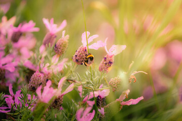 Honey bee collecting nectar on lavender stalk