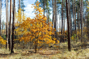 Autumn wood landscape