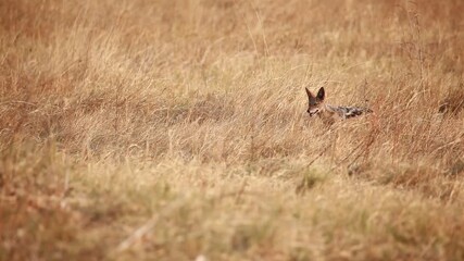 Black backed jackal barking a warning signal in the golden African grassland