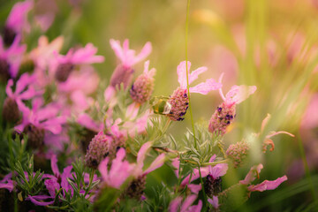 Bee flying between lavender flowers