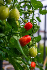 Fresh tomatoes growing on plant with water drops.